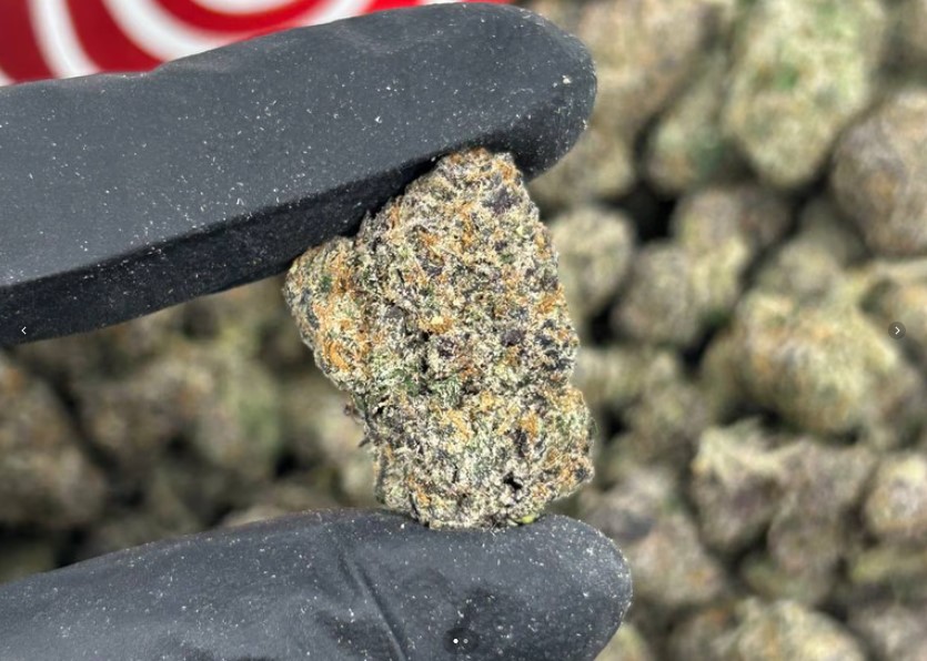 Candycane Purp